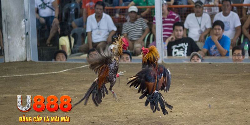 6686 đăng nhập mậu binh khuyến mãi