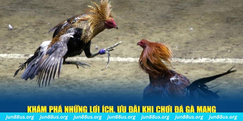 6686 đăng nhập liêng live